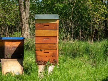 Ağaçların arasında arı kovanları. Arı kovanları