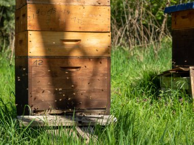 Ağaçların arasında arı kovanları. Arı kovanları