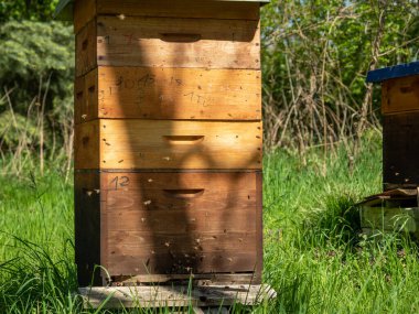 Ağaçların arasında arı kovanları. Arı kovanları