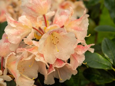 Çiy damlalarında maksimum Rhododendron. Rhododendron maksimum yakın çekim.