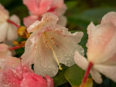 Çiy damlalarında maksimum Rhododendron. Rhododendron maksimum yakın çekim.