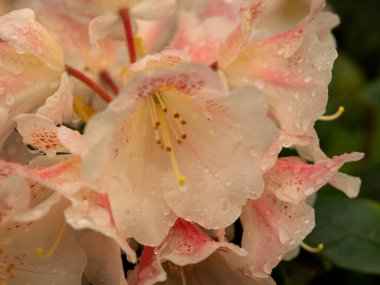 Çiy damlalarında maksimum Rhododendron. Rhododendron maksimum yakın çekim.