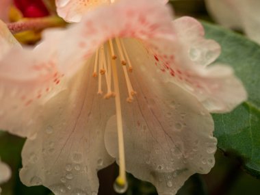 Çiy damlalarında maksimum Rhododendron. Rhododendron maksimum yakın çekim.