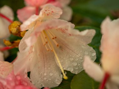 Çiy damlalarında maksimum Rhododendron. Rhododendron maksimum yakın çekim.