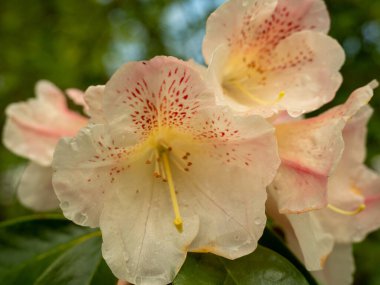 Çiy damlalarında maksimum Rhododendron. Rhododendron maksimum yakın çekim.