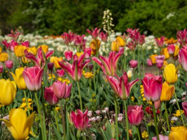 Çok renkli laleler. Farklı renklerde laleler. Lale çiçekleri.