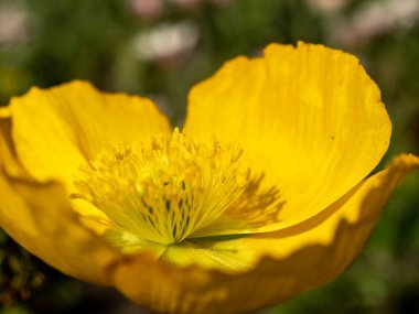 Sarı laleler. Sarı lale çiçeği. Yaklaş.