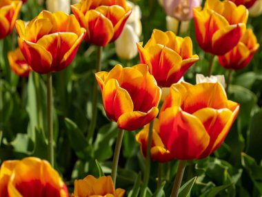 Çok renkli laleler. Farklı renklerde laleler. Lale çiçekleri.