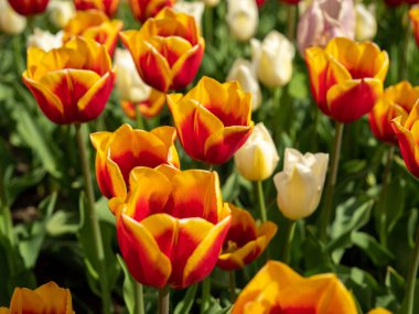 Çok renkli laleler. Farklı renklerde laleler. Lale çiçekleri.