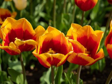 Çok renkli laleler. Farklı renklerde laleler. Lale çiçekleri.