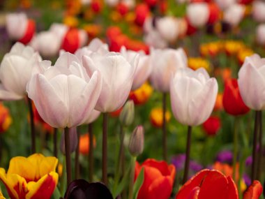 Multicolored tulips. Tulips of different colors. Flowerbed of tulips