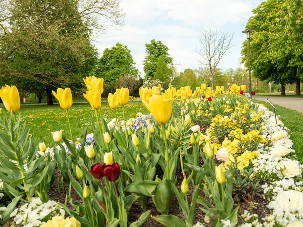 Fargede Tulipaner Tulipaner Ulik Farge Blomsterbed Tulipaner – stockfoto
