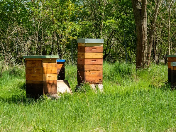Ağaçların arasında arı kovanları. Arı kovanları
