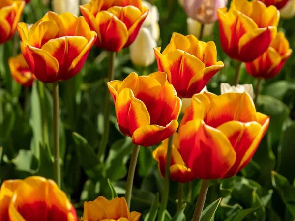 Çok renkli laleler. Farklı renklerde laleler. Lale çiçekleri.