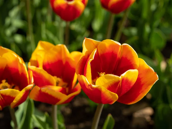 Tulipas Multicoloridas Tulipas Cores Diferentes Canteiro Tulipas — Fotografia de Stock