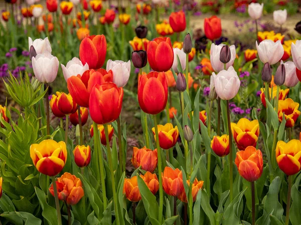 Çok renkli laleler. Farklı renklerde laleler. Lale çiçekleri.