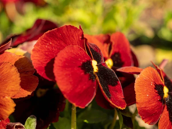 Kırmızı üç renkli, yakın plan. Kırmızı çiçekler hanım evlatları..