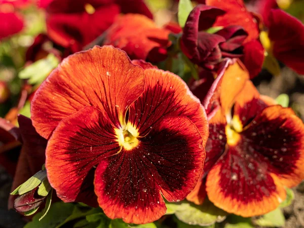 Vermelho Tricolor Perto Flores Vermelhas Pálidas — Fotografia de Stock