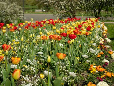 Çok renkli laleler. Farklı renklerde laleler. Lale çiçekleri.