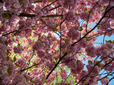 Ağaç Japon kirazı. prunus serrulata çiçekleri