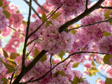 Ağaç Japon kirazı. prunus serrulata çiçekleri