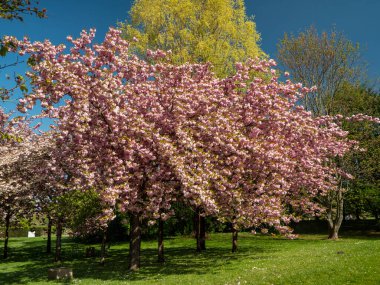 Tree Japanese cherry. prunus serrulata flowers