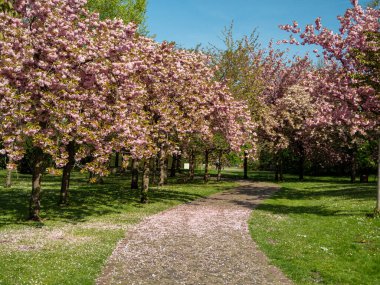Ağaç Japon kirazı. prunus serrulata çiçekleri