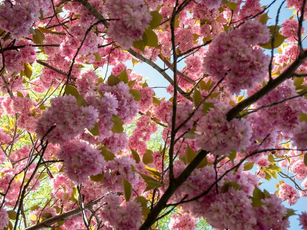 Tree Japanese Cherry Prunus Serrulata Flowers —  Fotos de Stock