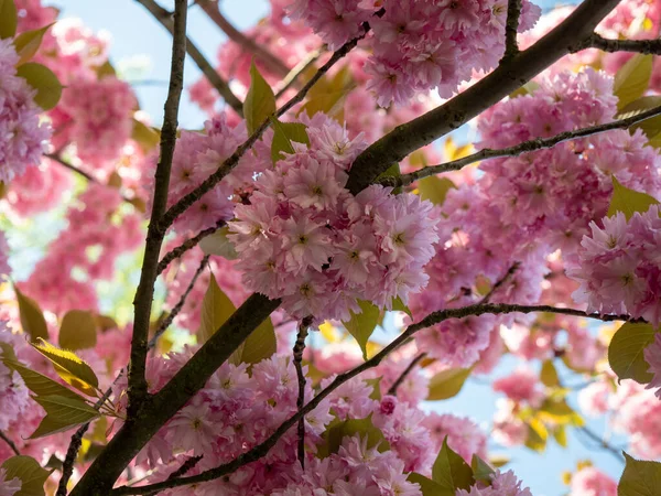 Ağaç Japon kirazı. prunus serrulata çiçekleri