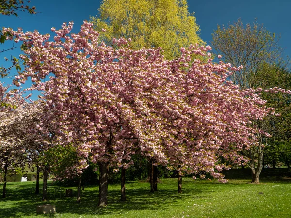 Arbre Cerise Japonaise Prunus Serrulata Fleurs — Photo