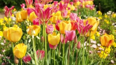 Çok renkli laleler. Farklı renklerde laleler. Lale çiçekleri.