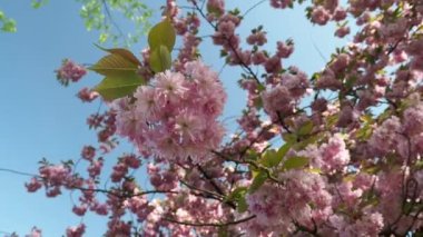 Ağaç Japon kirazı. prunus serrulata çiçekleri