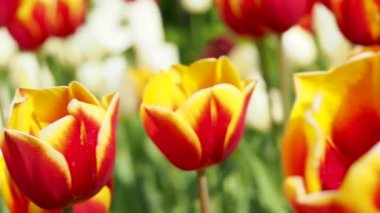 Multicolored tulips. Tulips of different colors. Flowerbed of tulips