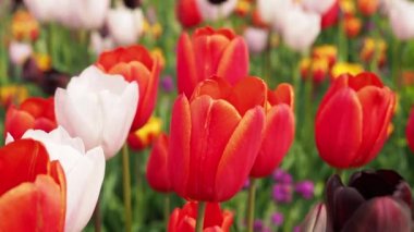Çok renkli laleler. Farklı renklerde laleler. Lale çiçekleri.
