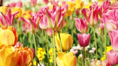 Multicolored tulips. Tulips of different colors. Flowerbed of tulips
