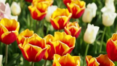 Multicolored tulips. Tulips of different colors. Flowerbed of tulips