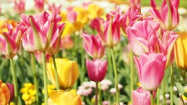 Multicolored tulips. Tulips of different colors. Flowerbed of tulips