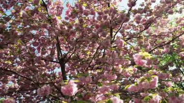Ağaç Japon kirazı. prunus serrulata çiçekleri