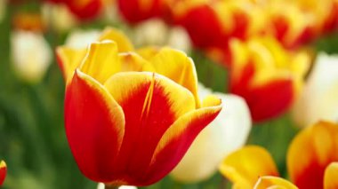 Multicolored tulips. Tulips of different colors. Flowerbed of tulips