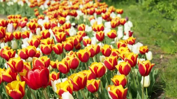 Multicolored Tulips Tulips Different Colors Flowerbed Tulips — Stockvideo