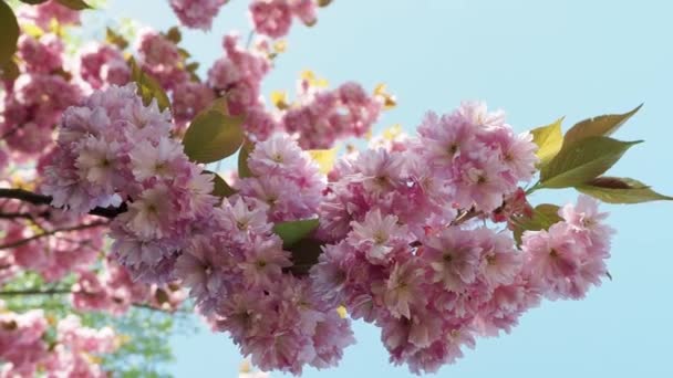 Árbol Cereza Japonesa Prunus Serrulata Flores — Vídeos de Stock