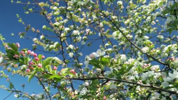 Árvores Maçã Florescentes Flores Macieira — Vídeo de Stock