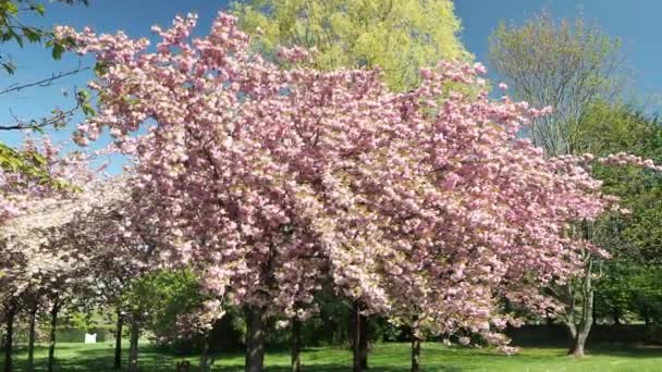 Tree Japanese Cherry Prunus Serrulata Flowers — Stock video