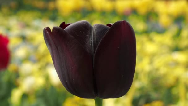 Різнокольорові Тюльпани Тюльпани Різних Кольорів Клумба Тюльпанів — стокове відео