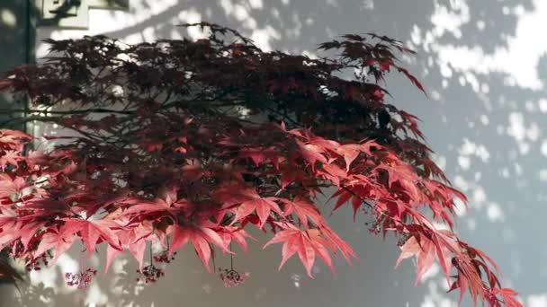 Japanese Maple Red Leaves Japanese Maple — Vídeo de stock