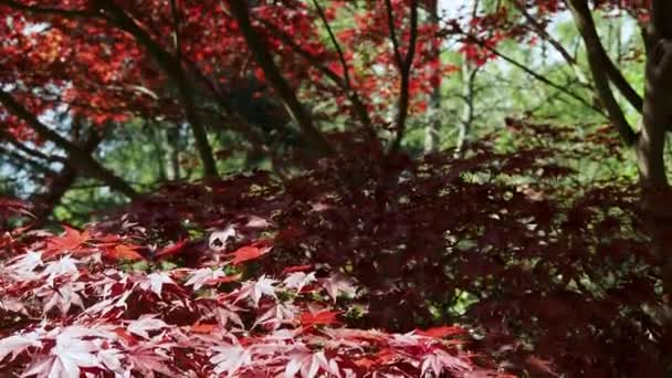 Érable Japonais Feuilles Rouges Érable Japonais — Video