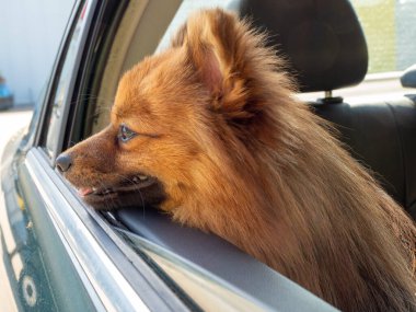 Köpek arabadaymış. Spitz köpek cinsi. Köpek pencereden dışarı bakar..