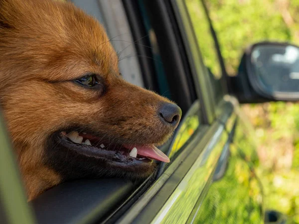 Dog Car Spitz Dog Breed Dog Looks Out Window — Stockfoto