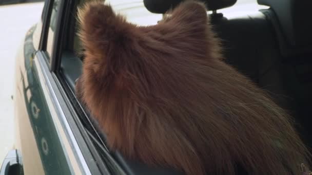狗在车上 Spitz狗品种 那只狗看着窗外 — 图库视频影像
