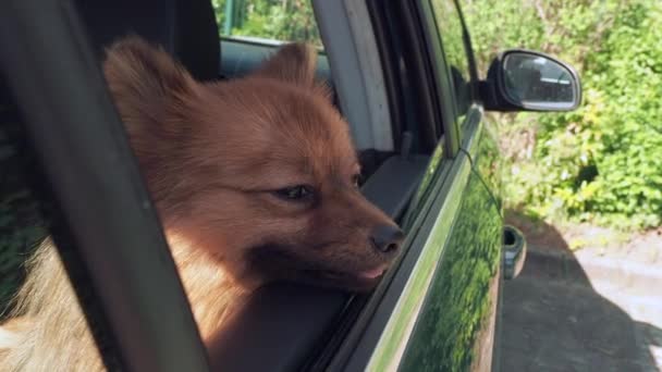 Σκύλος Στο Αυτοκίνητο Σκυλοράτσα Σπιτζ Σκύλος Κοιτάζει Έξω Από Παράθυρο — Αρχείο Βίντεο
